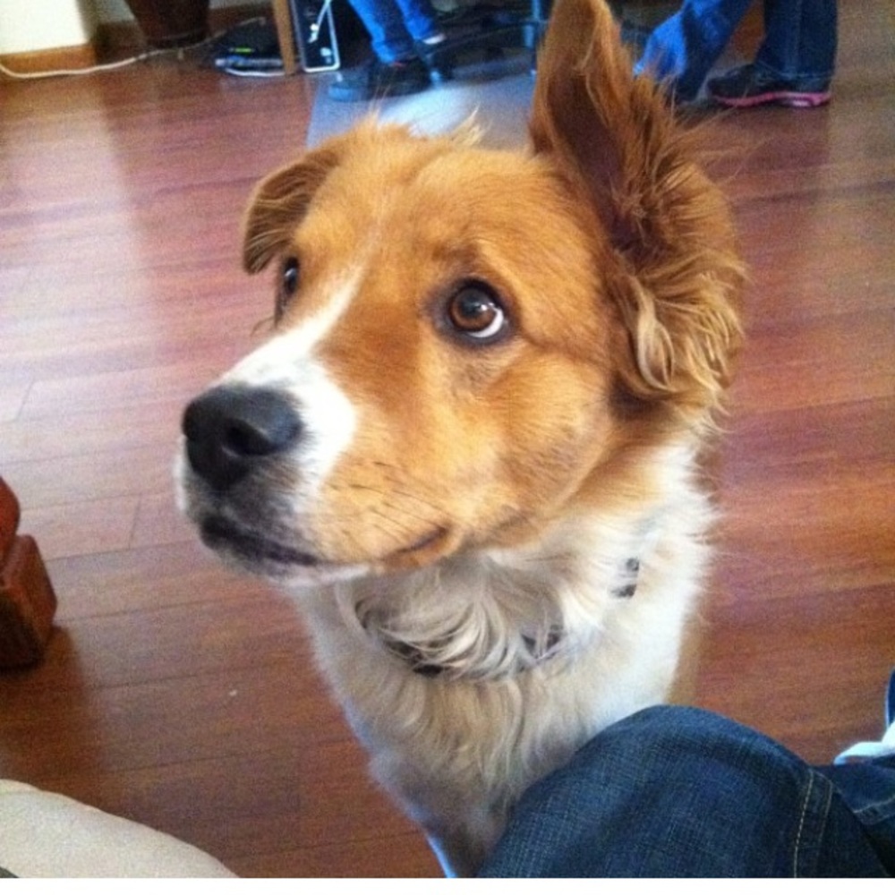 Meet your Posher, Josh